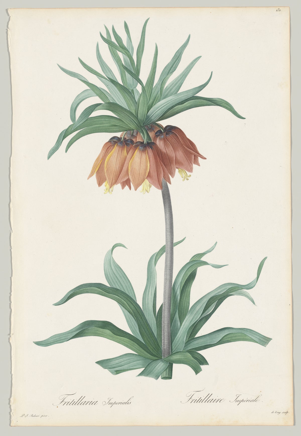 Fritillaria Imperialis by Pierre Joseph Redouté, 1802–16