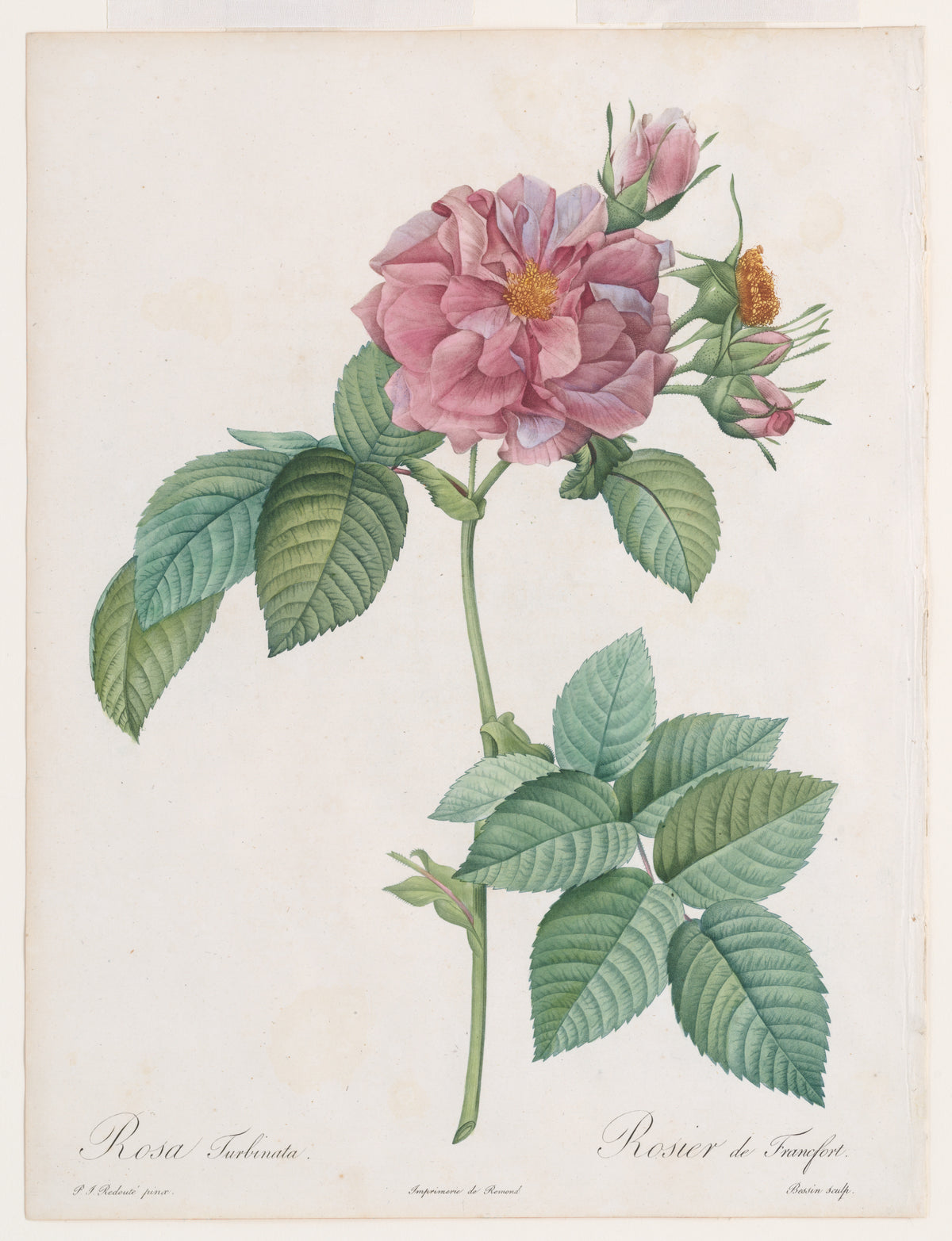 Empress Josephine Rose by Pierre Joseph Redouté, 1817–24