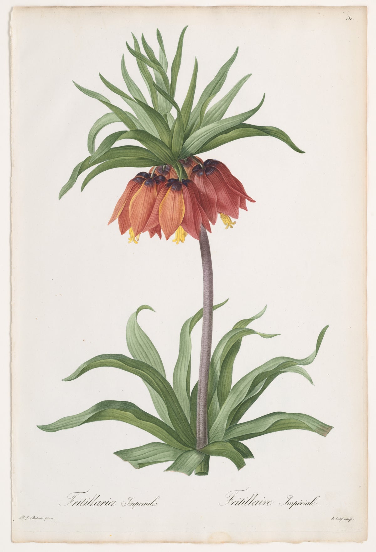 Crown Imperial by Pierre Joseph Redouté, 1802–16
