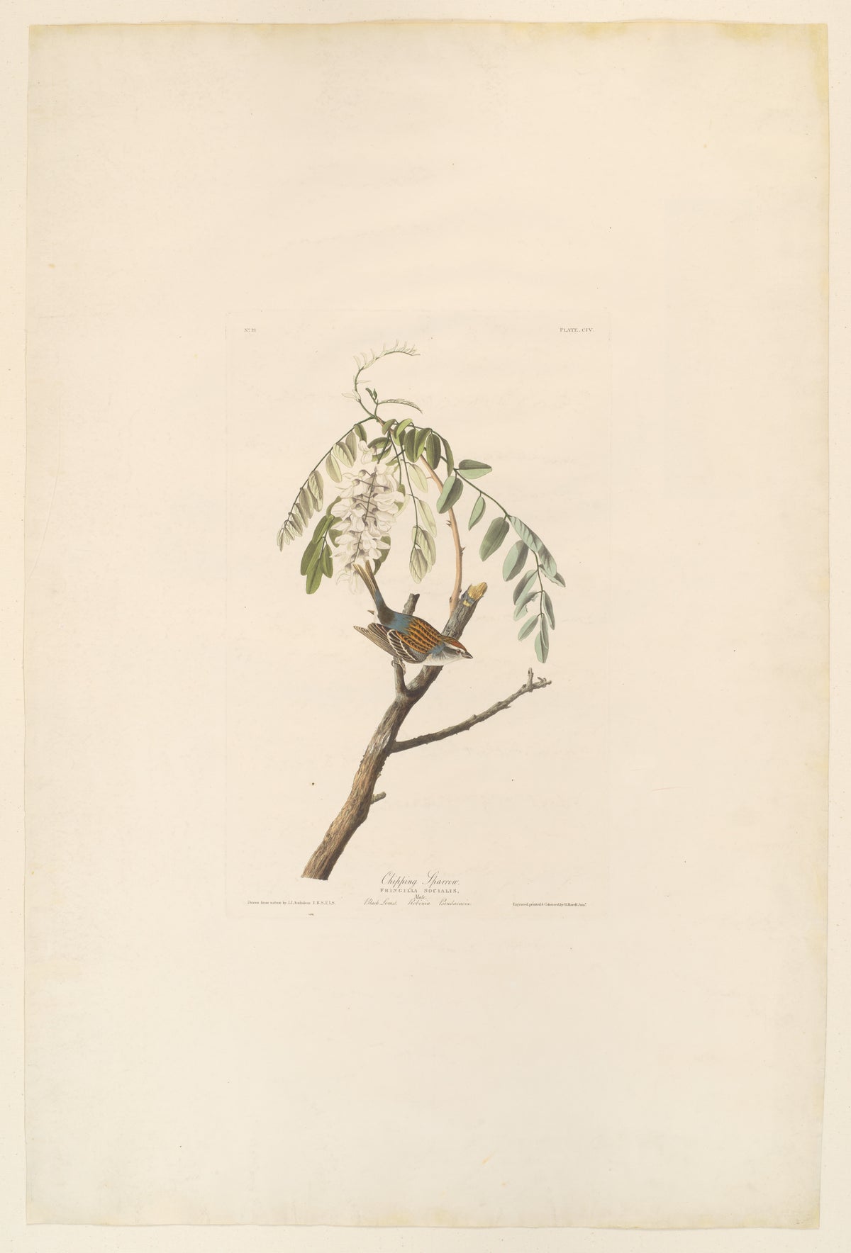 Chipping Sparrow by John James Audubon, ca. 1830