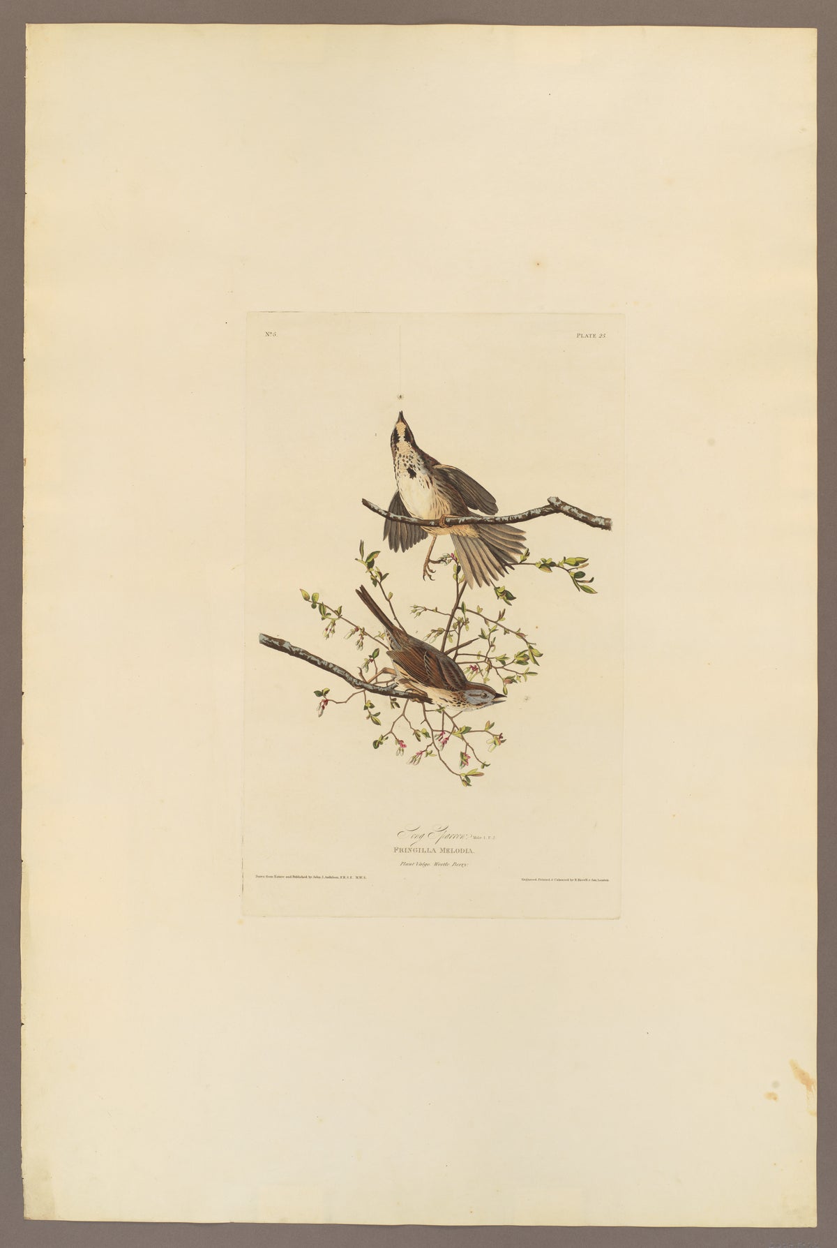 Song Sparrow by John James Audubon, 1827–38