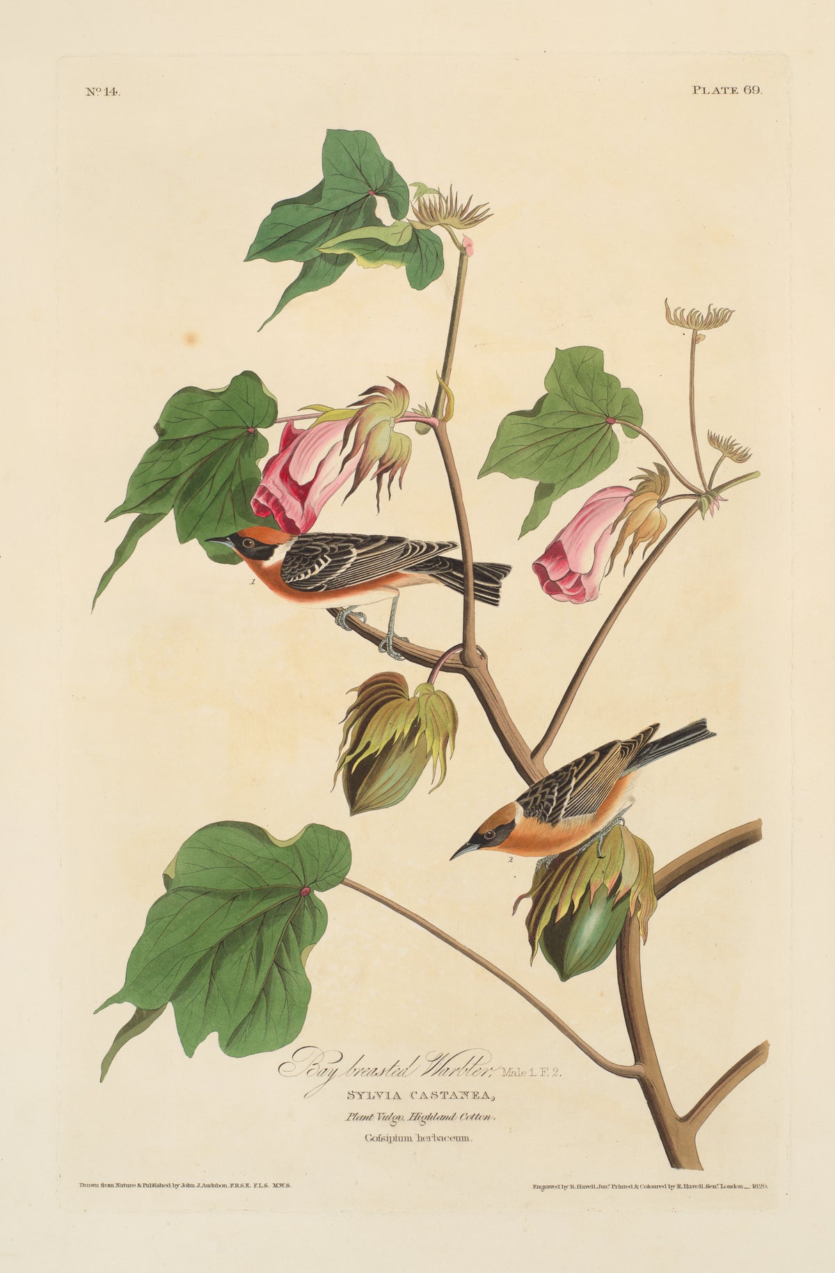 Bay-breasted Warbler by John James Audubon, 1829