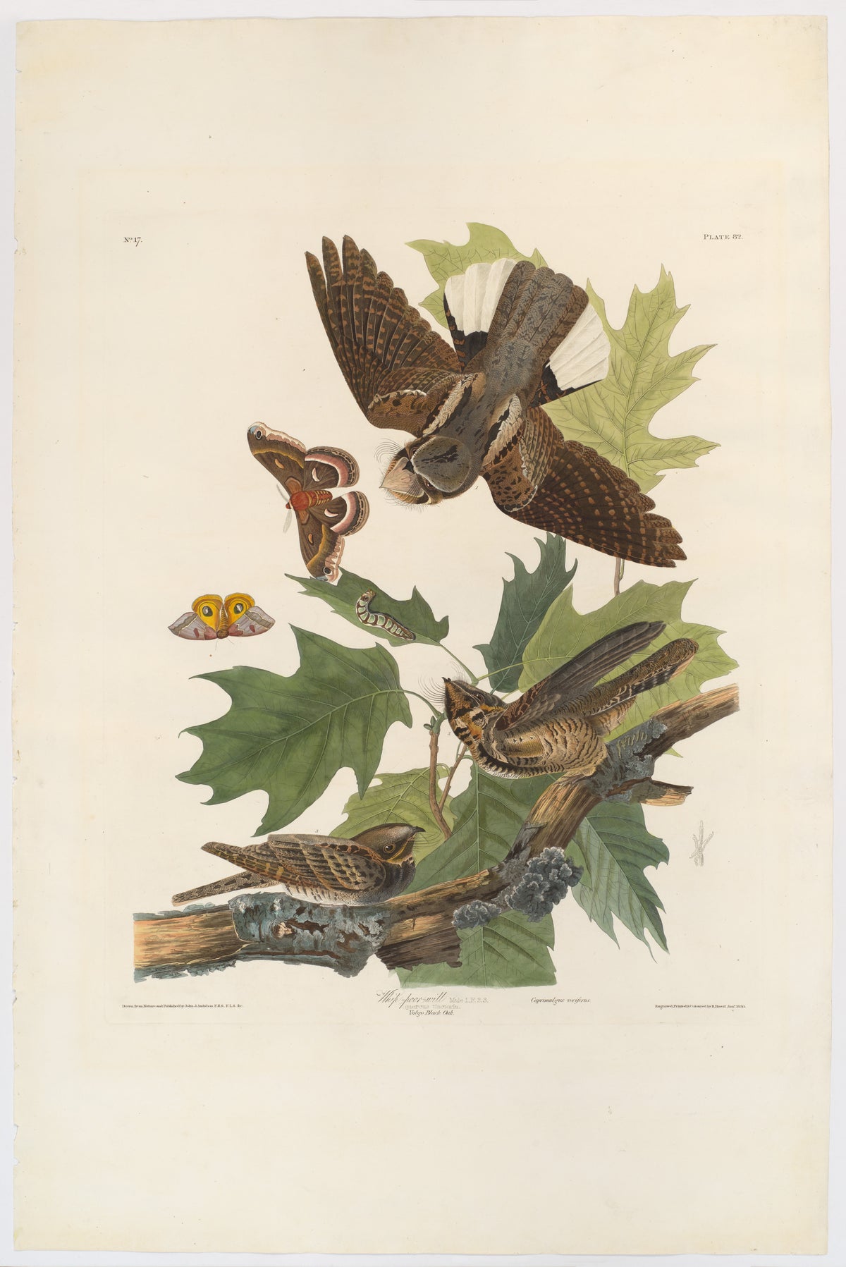 Whip-Poor-Will by John James Audubon, 1830