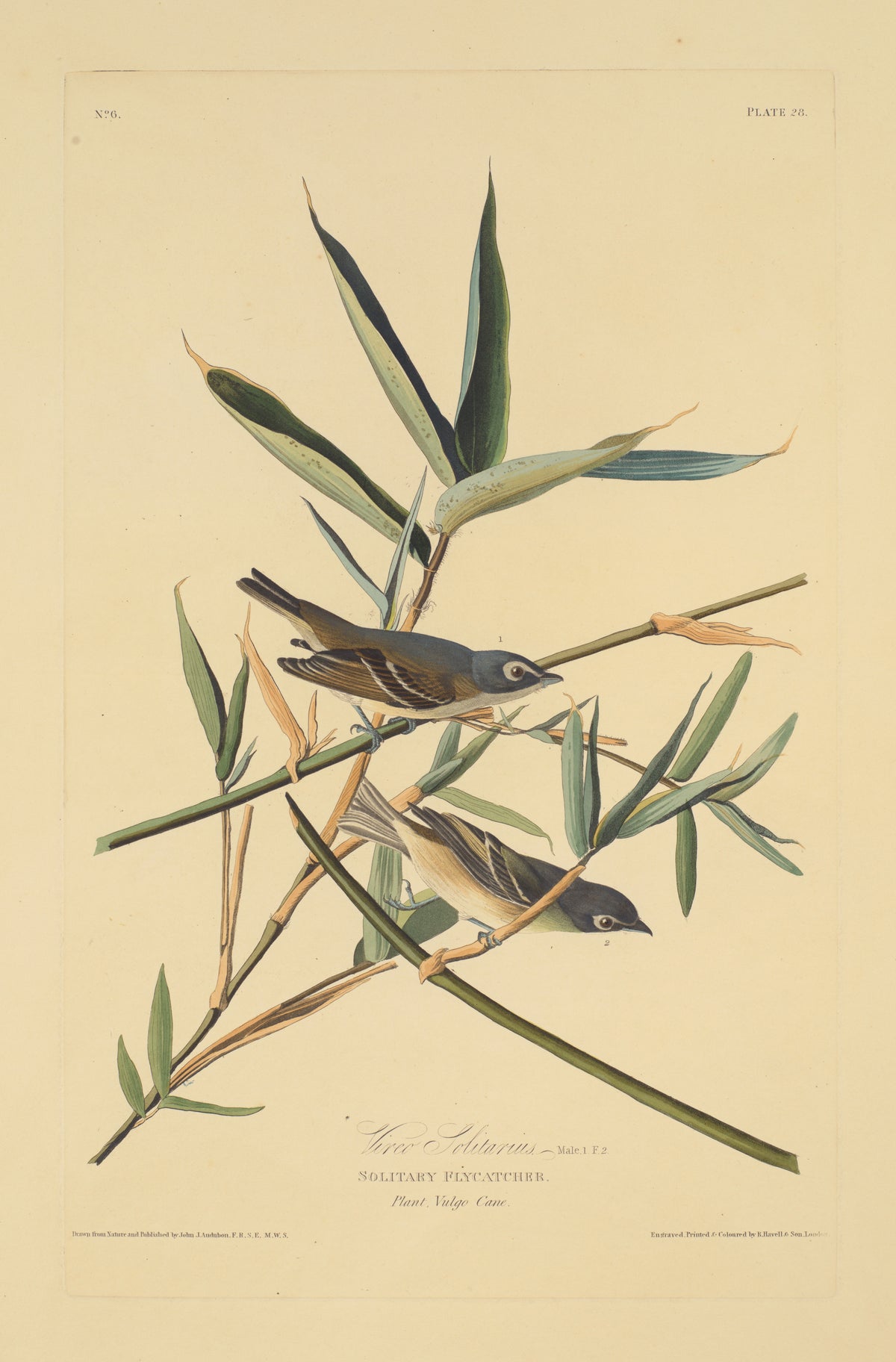 Solitary Flycatcher by John James Audubon, 1827–38
