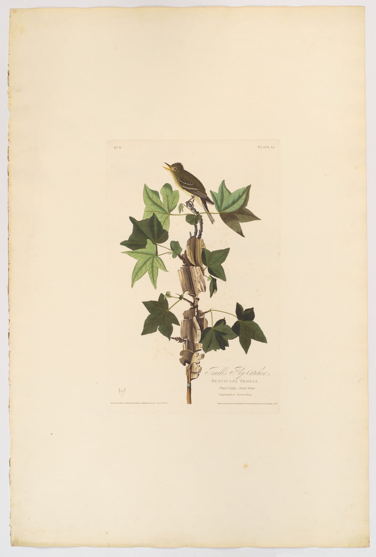 Traill's Flycatcher by John James Audubon, 1828
