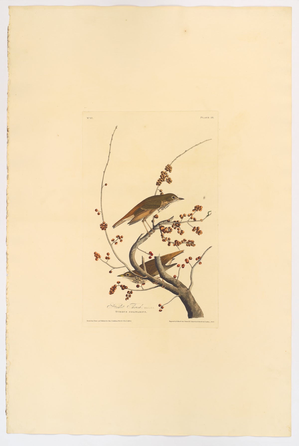 Hermit Thrush by John James Audubon, 1829