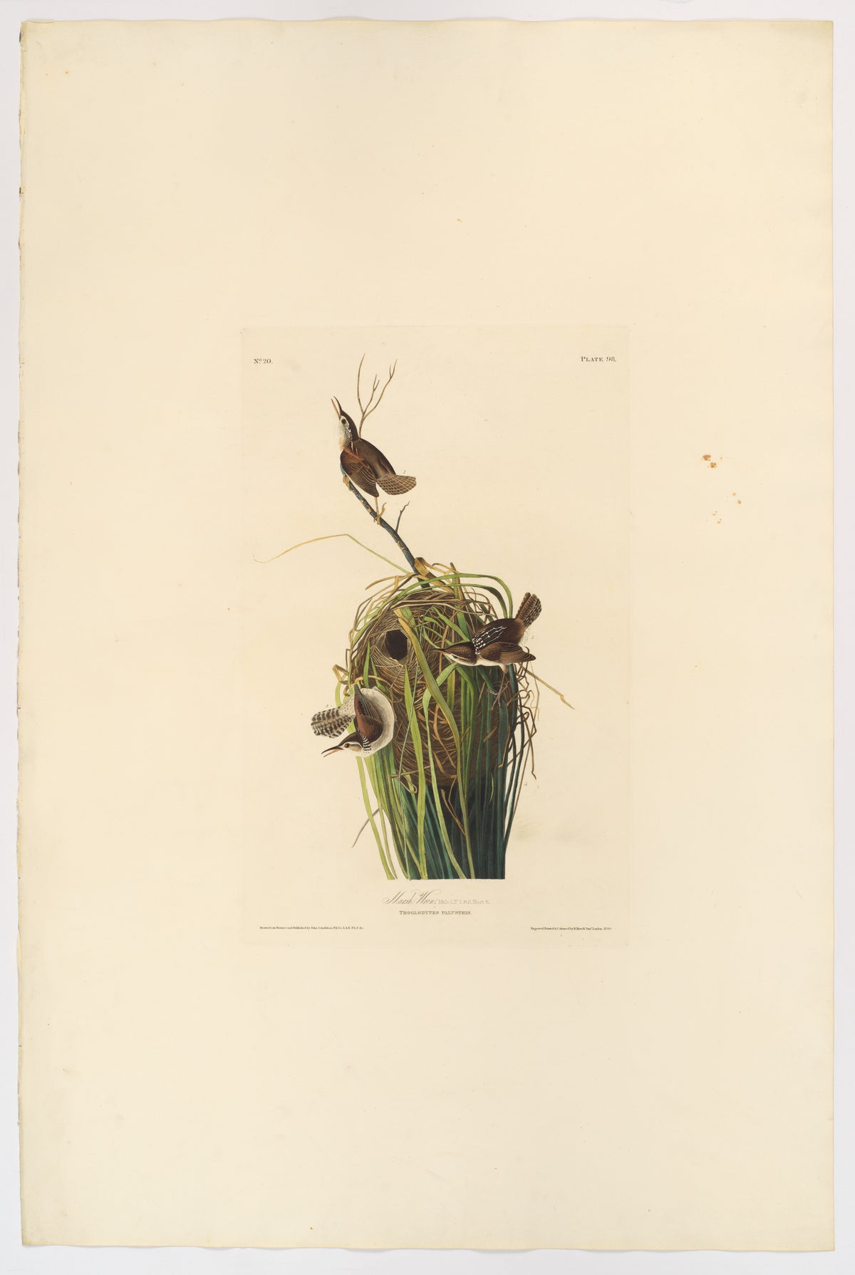Marsh Wren by John James Audubon, 1830