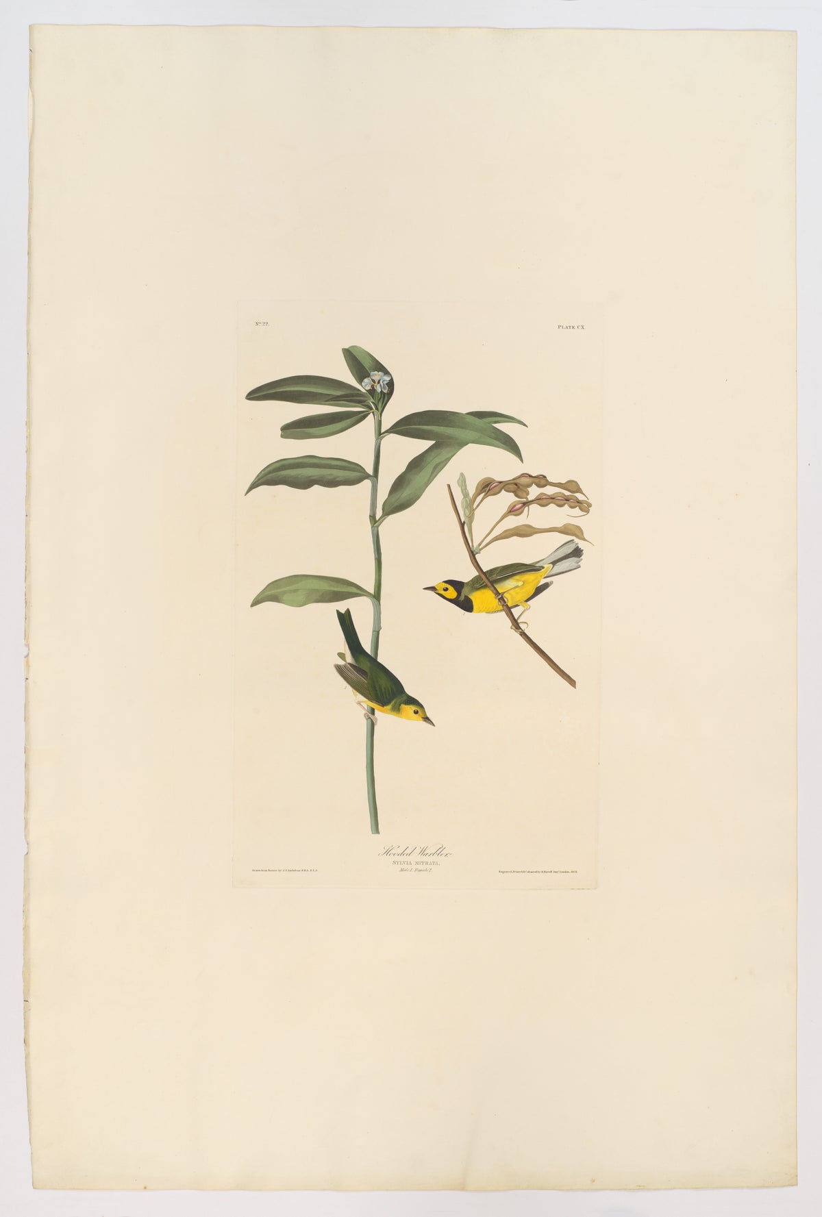 Hooded Warbler by John James Audubon, 1831