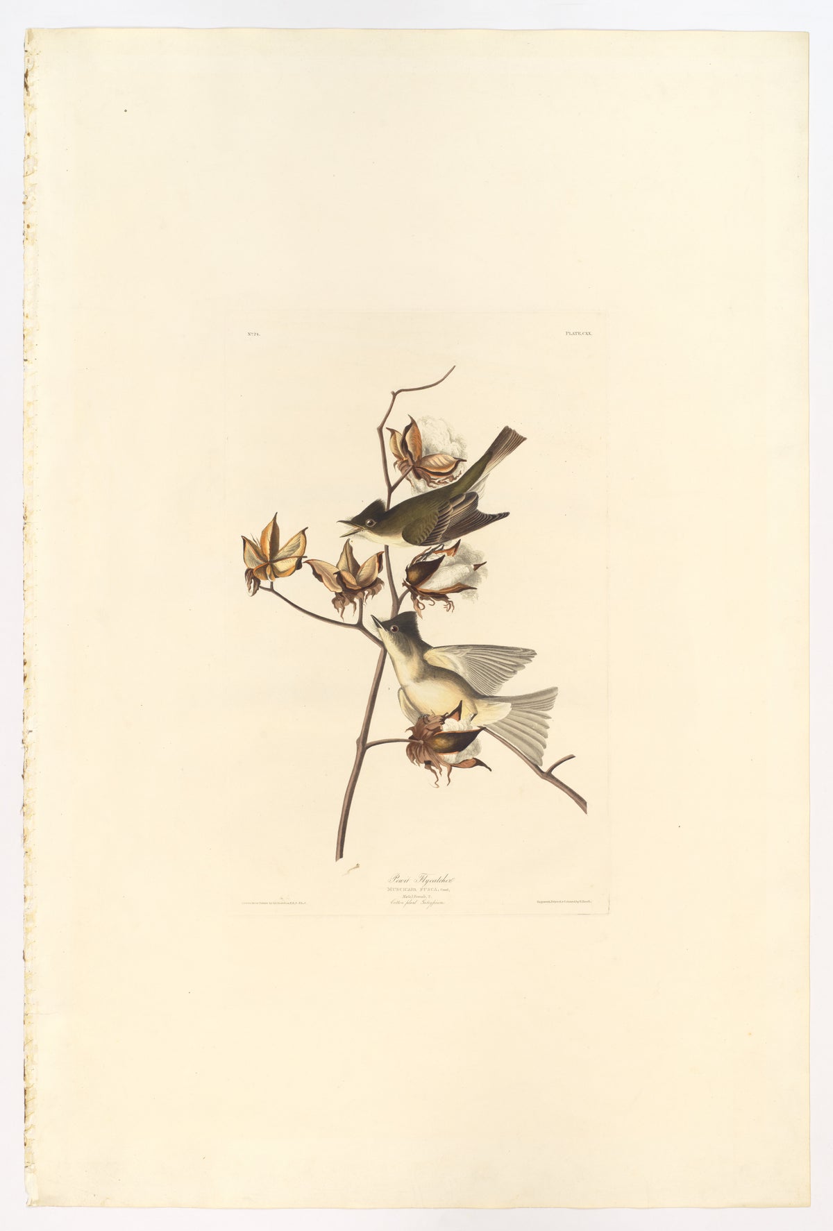 Pewee Flycatcher by John James Audubon, 1827–38