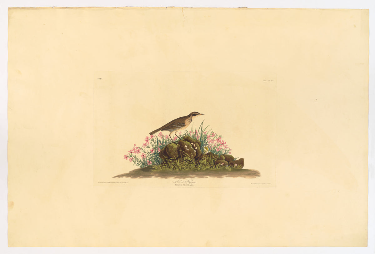 Prairie Titlark by John James Audubon, 1830
