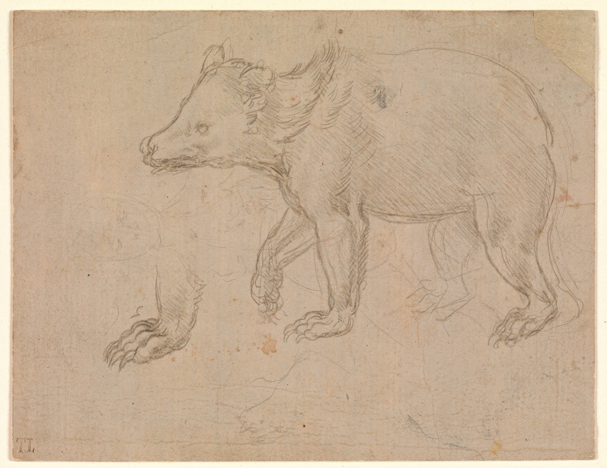 A Bear Walking by Leonardo da Vinci, ca. 1482–85