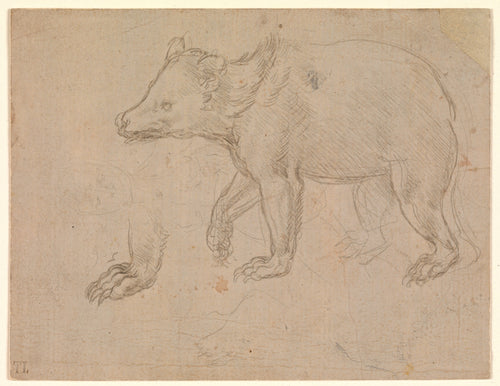 A Bear Walking by Leonardo da Vinci, ca. 1482–85