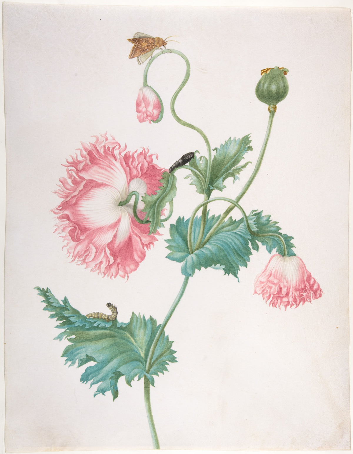 Poppy in Three Stages of Flowering by Johanna Helena Herolt (née Graff), ca. 1700
