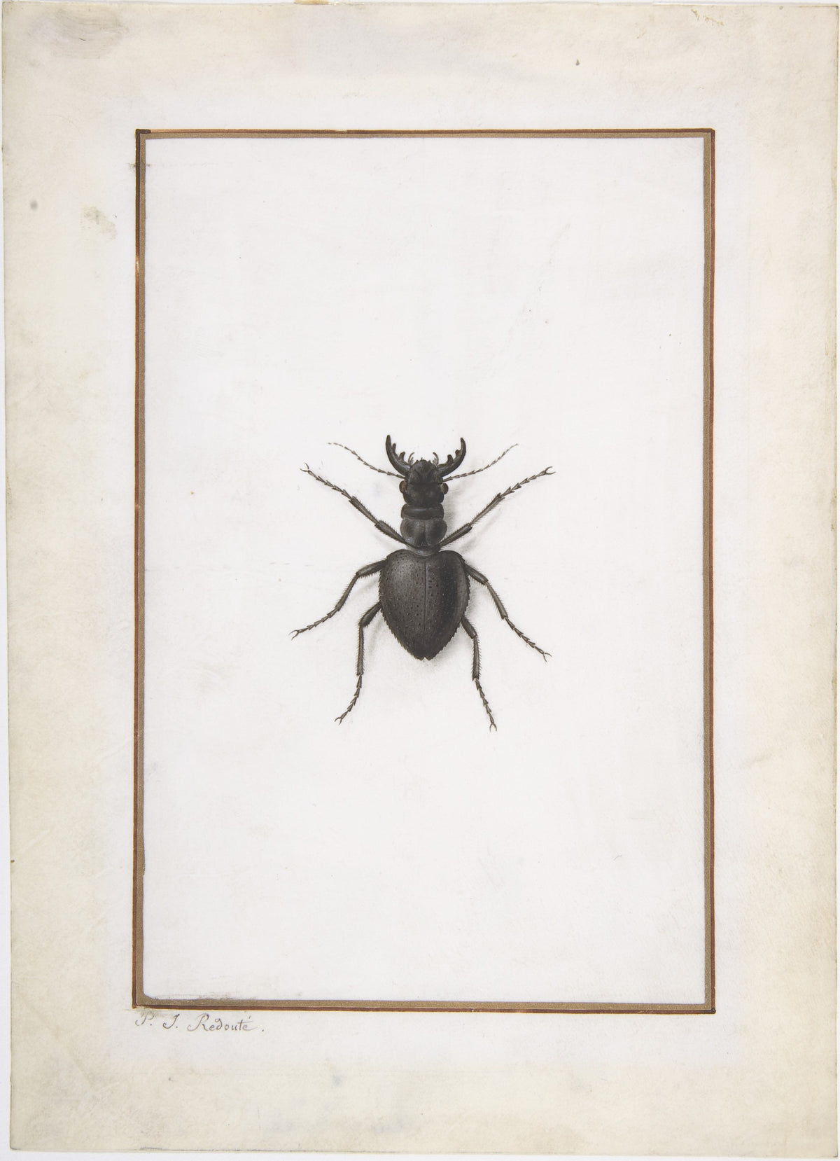 A Stag Beetle by Pierre Joseph Redouté