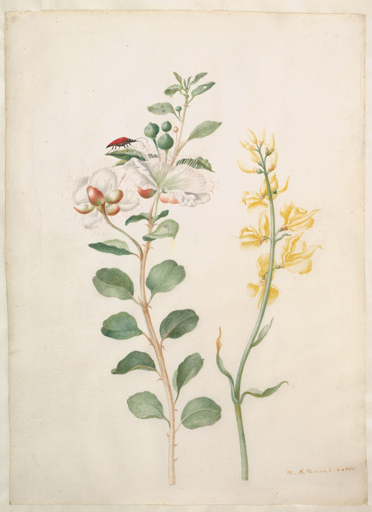 Study of Capers, Gorse and a Beetle by Maria Sibylla Merian, 1693