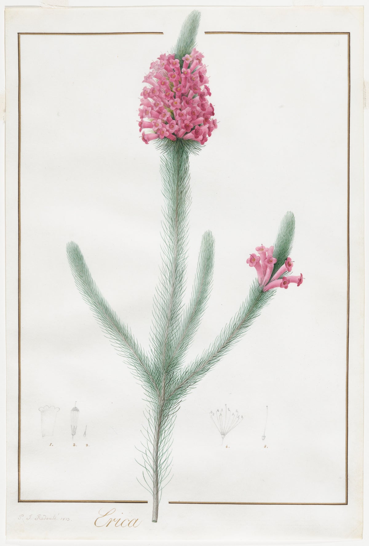 Erica Fulgida by Pierre Joseph Redouté, 1813