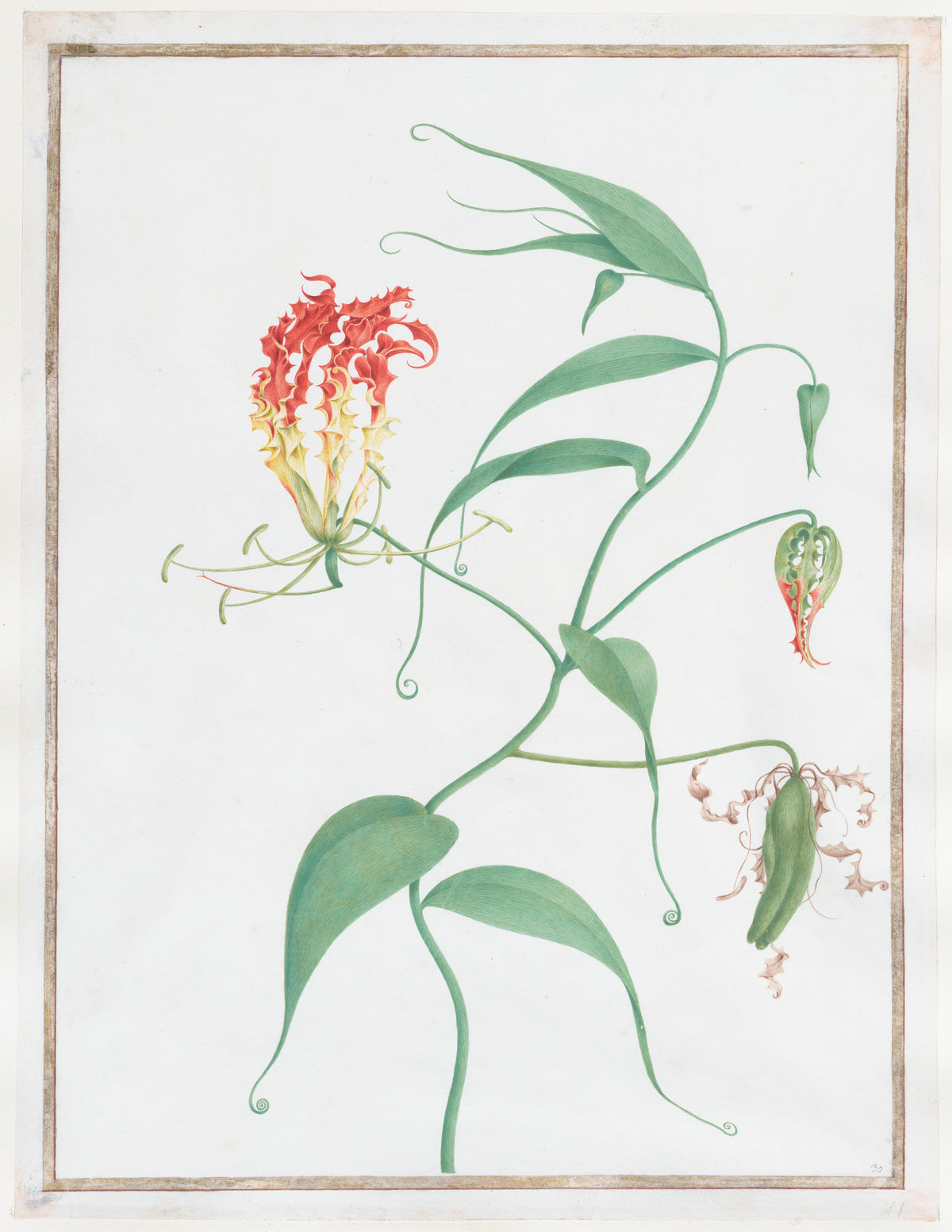 Gloriosa Superba by Pierre Joseph Redouté, ca. 1810
