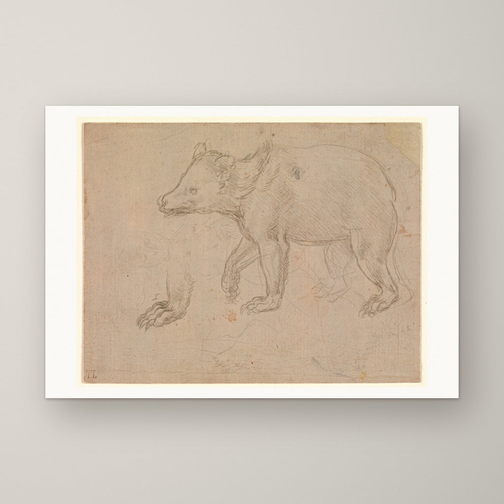 A Bear Walking – unframed print