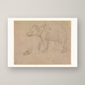 A Bear Walking – unframed print