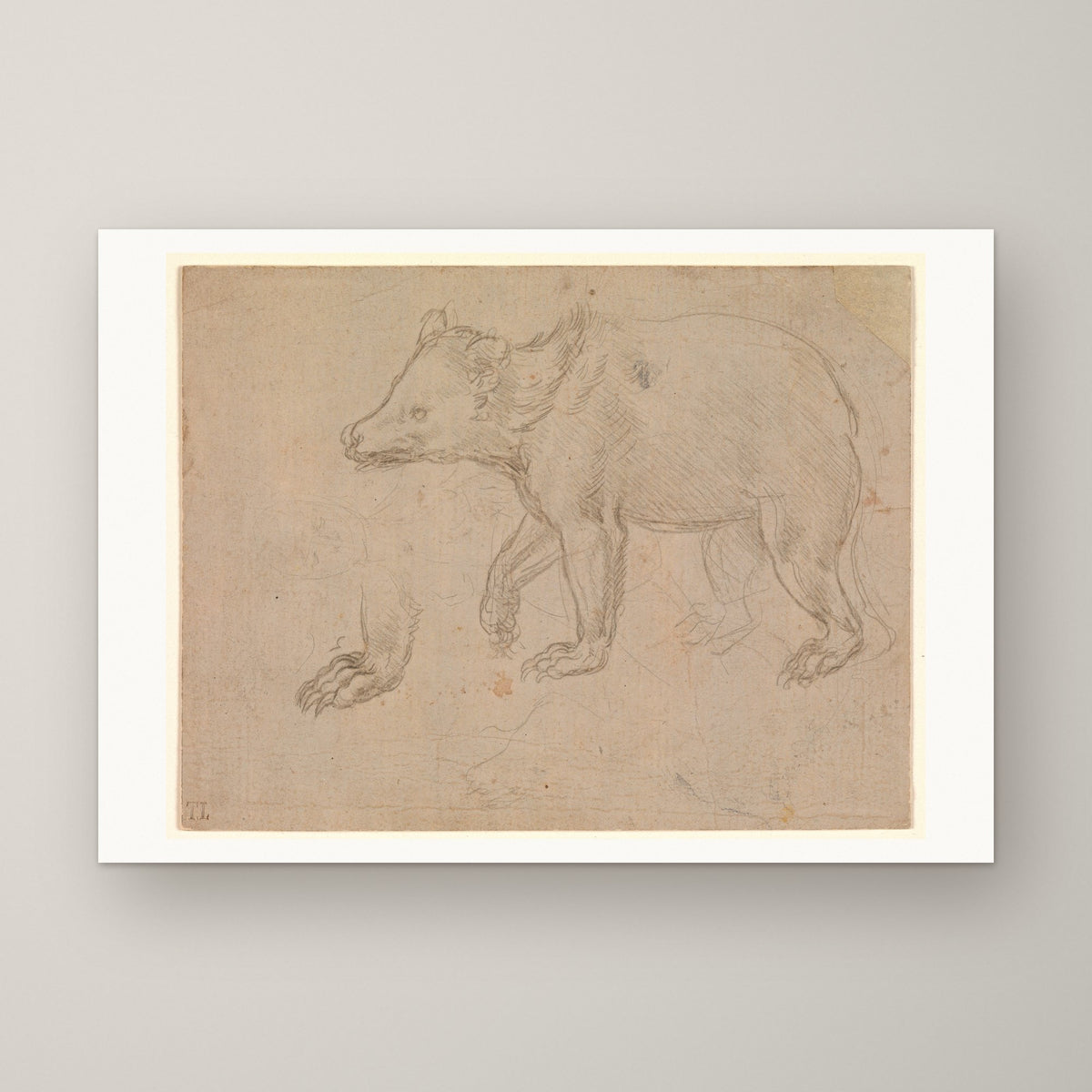 A Bear Walking – unframed print