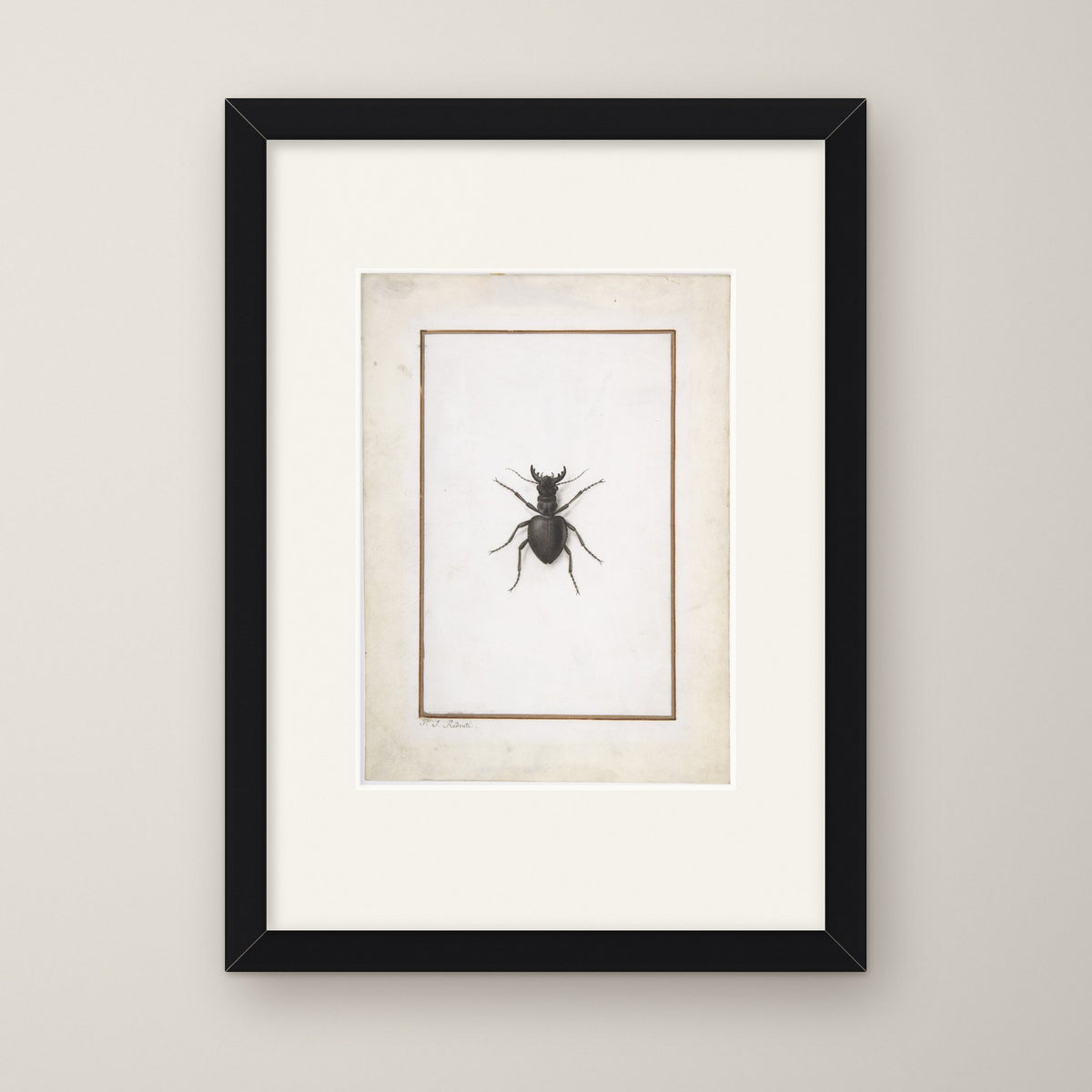 A Stag Beetle – in a black frame