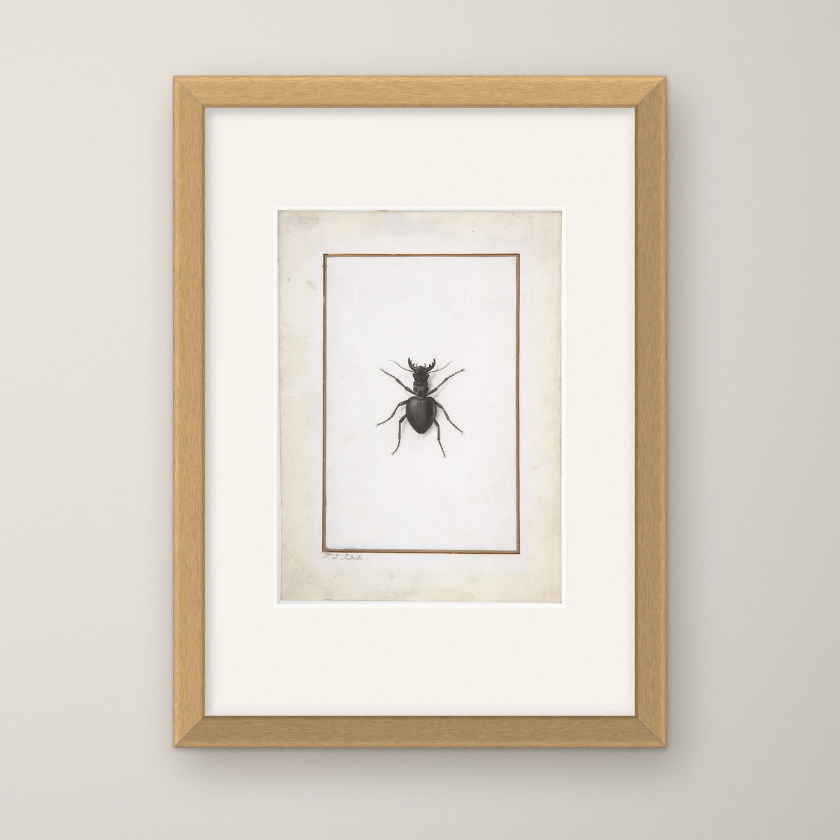 A Stag Beetle – in an oak frame