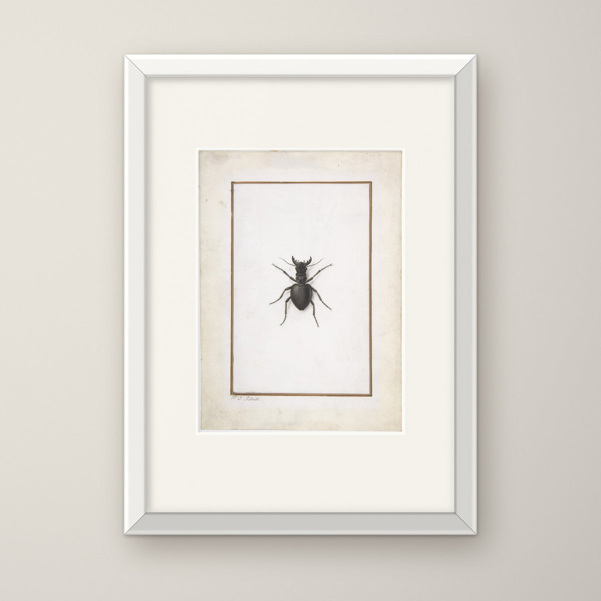 A Stag Beetle – in a white frame