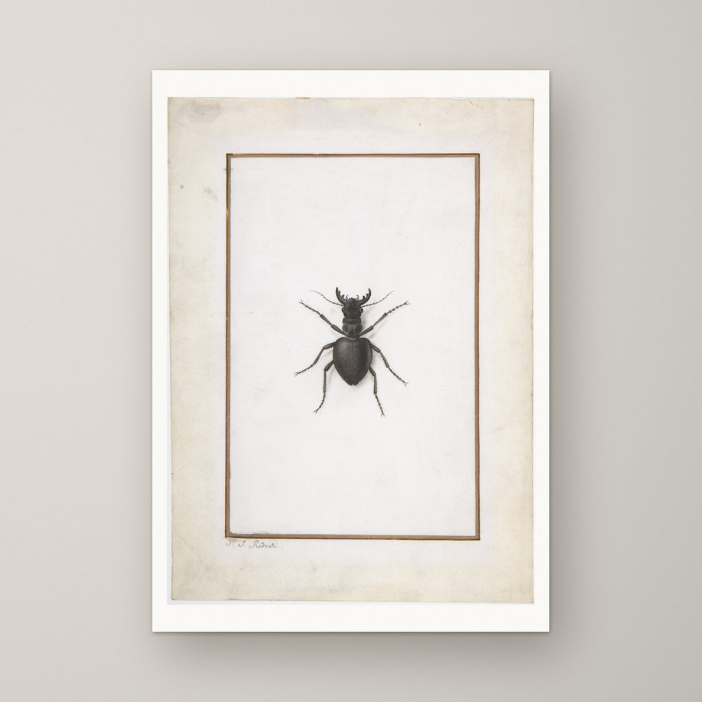 A Stag Beetle – unframed print