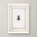 A Stag Beetle – unframed print