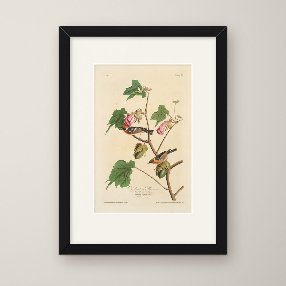 Bay-breasted Warbler – in a black frame