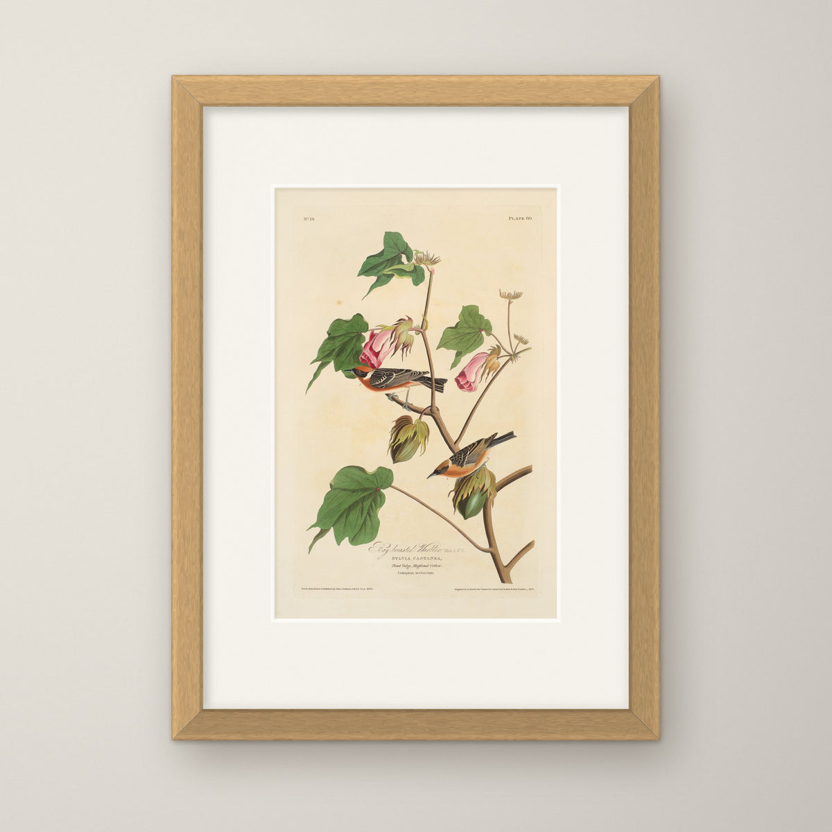 Bay-breasted Warbler – in an oak frame