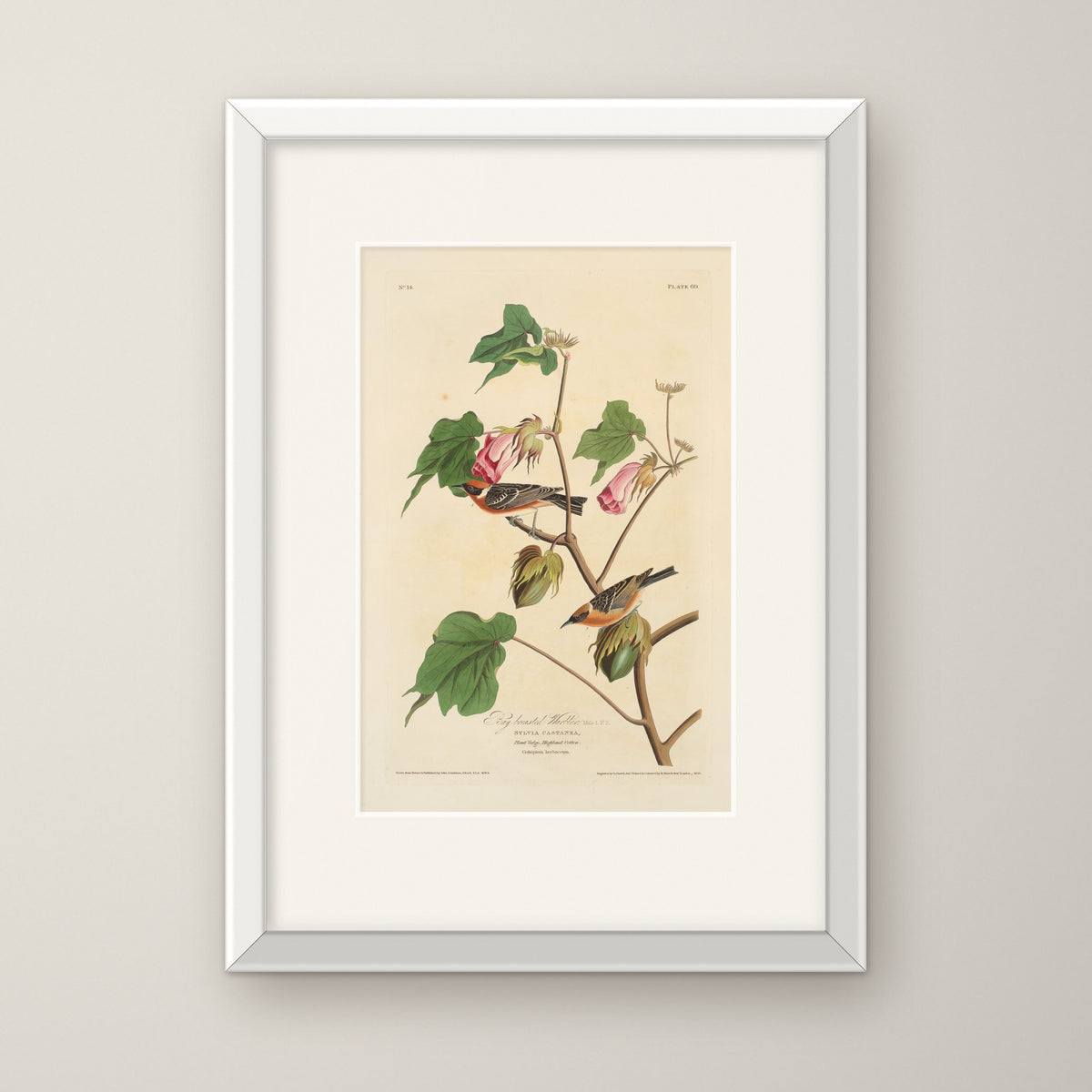 Bay-breasted Warbler – in a white frame