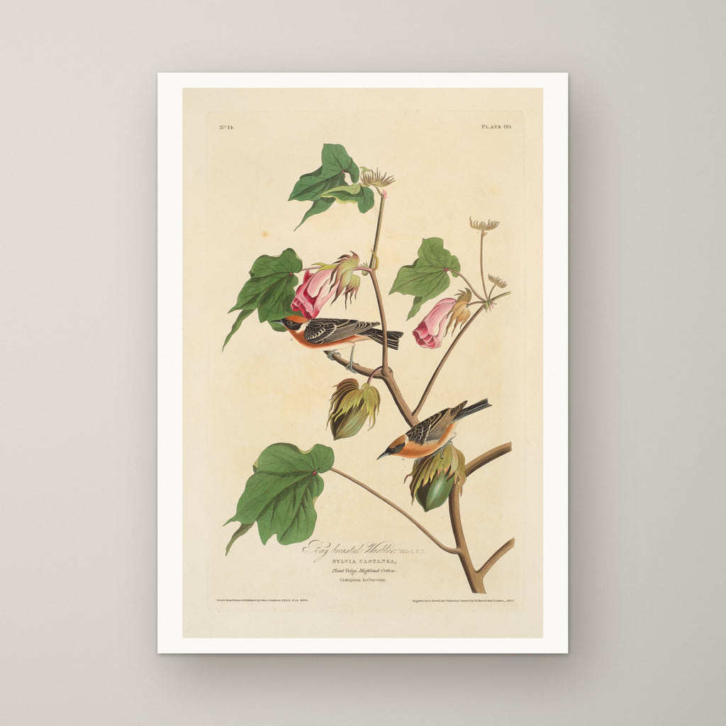 Bay-breasted Warbler – unframed print