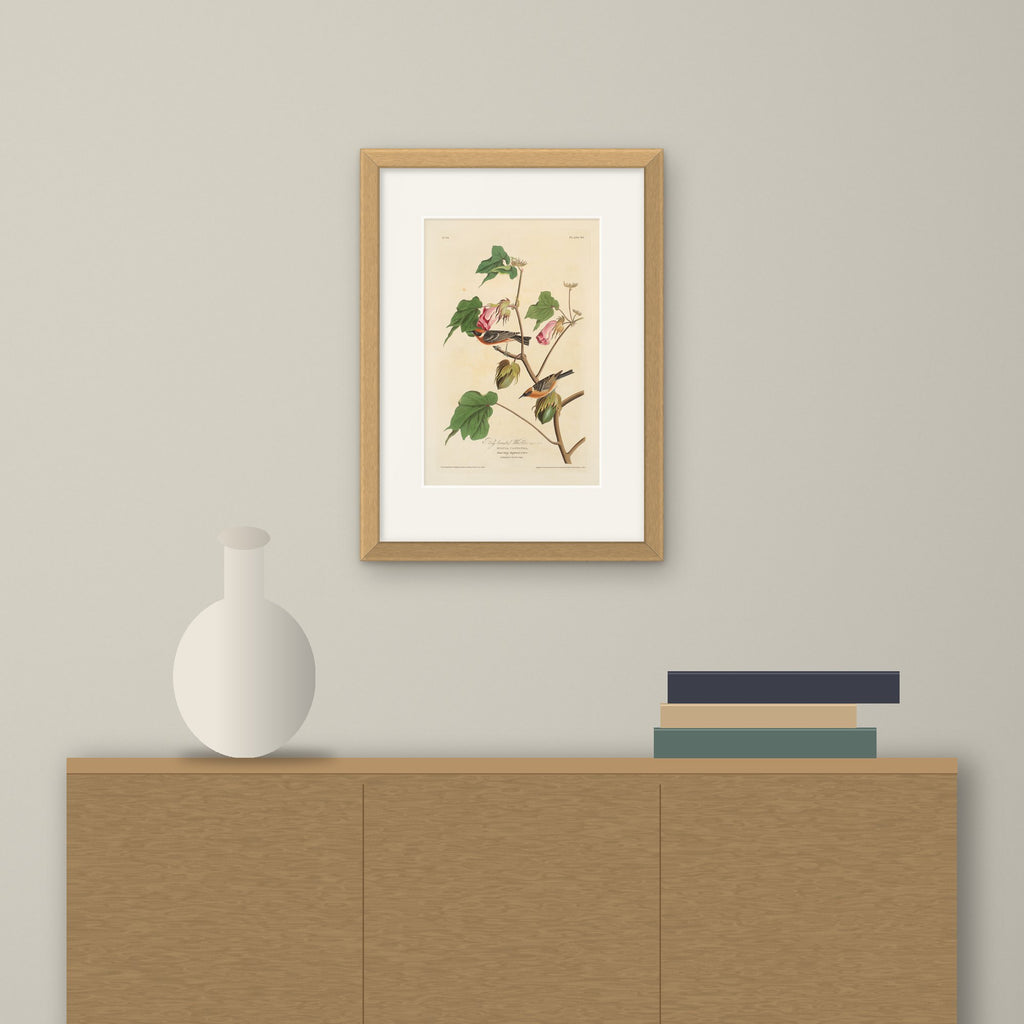 Bay-breasted Warbler – framed on a wall above a sideboard