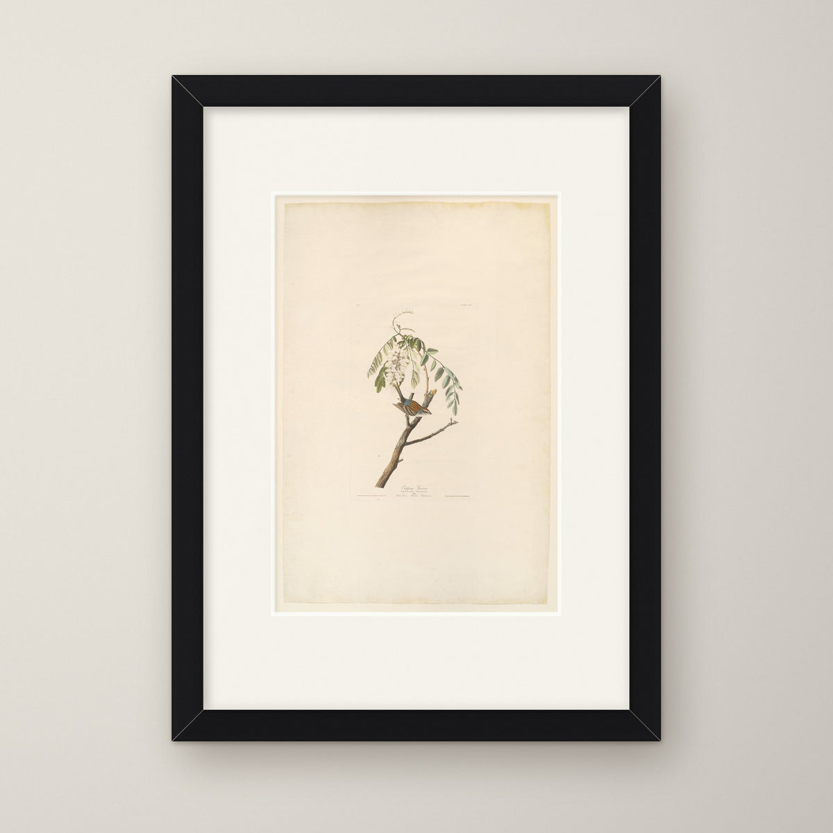 Chipping Sparrow – in a black frame