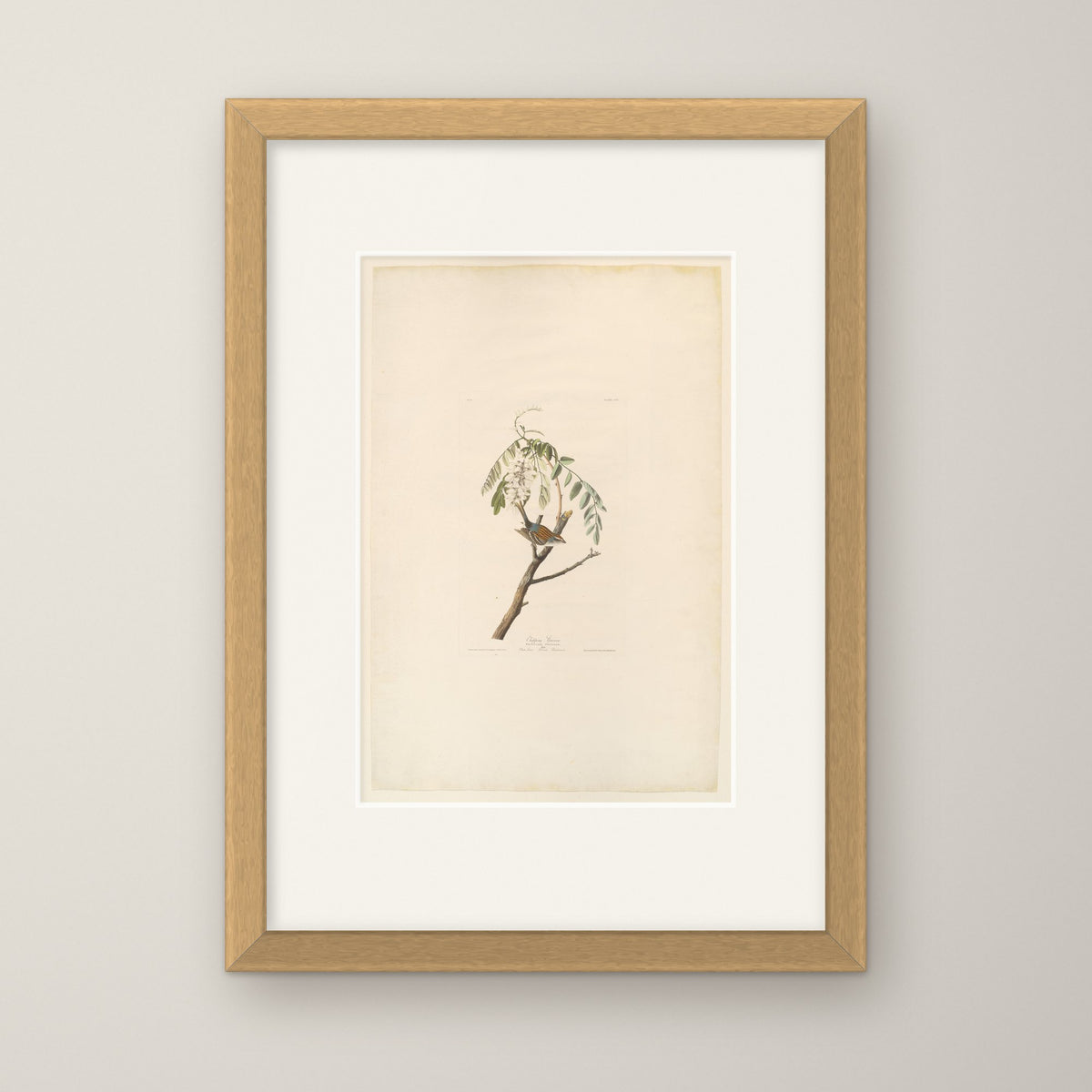 Chipping Sparrow – in an oak frame