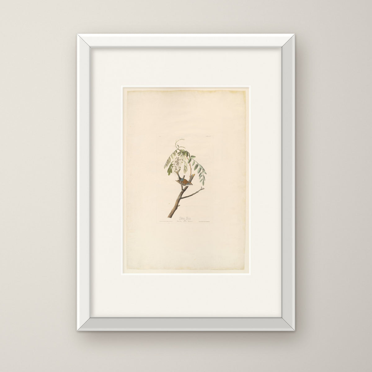 Chipping Sparrow – in a white frame