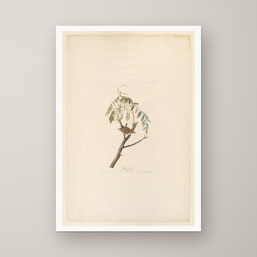 Chipping Sparrow – unframed print