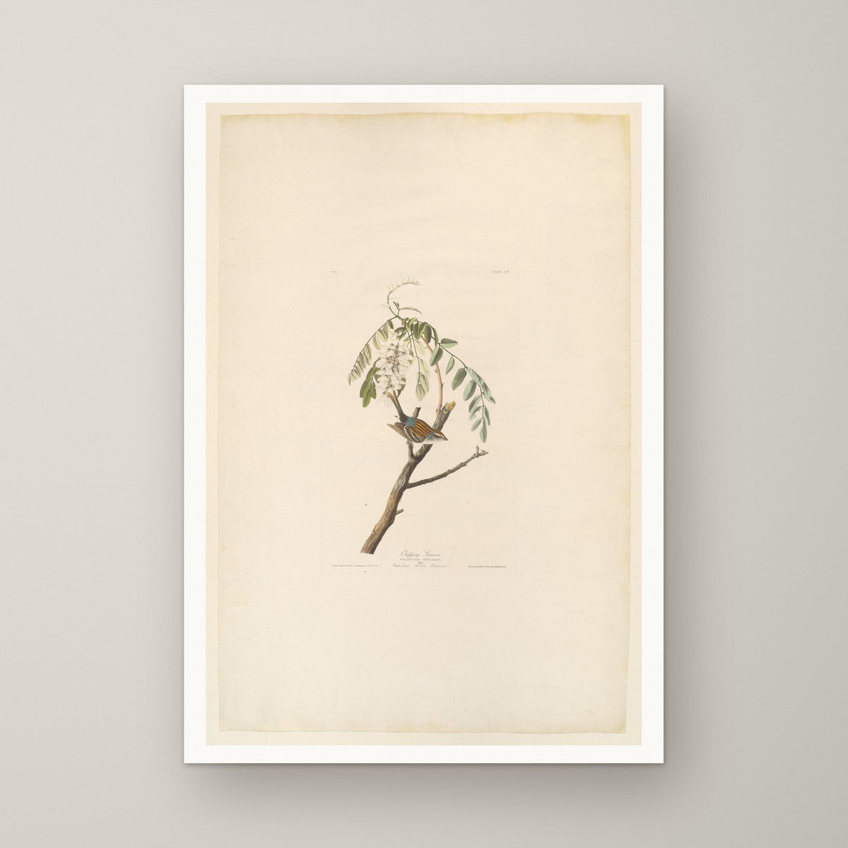 Chipping Sparrow – unframed print