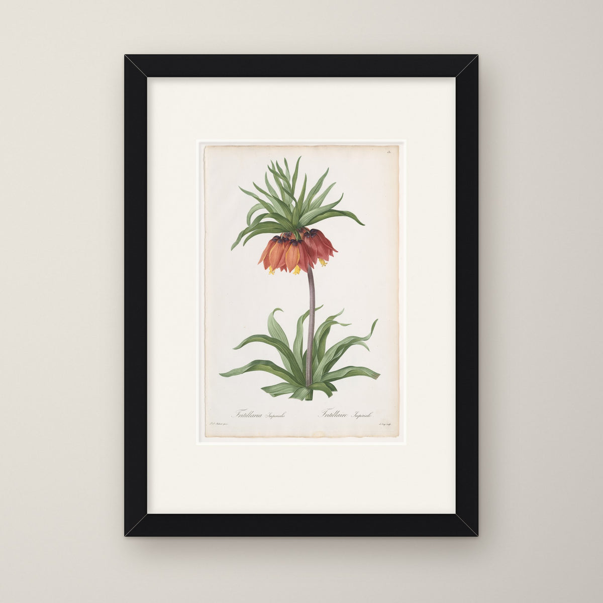 Crown Imperial – in a black frame