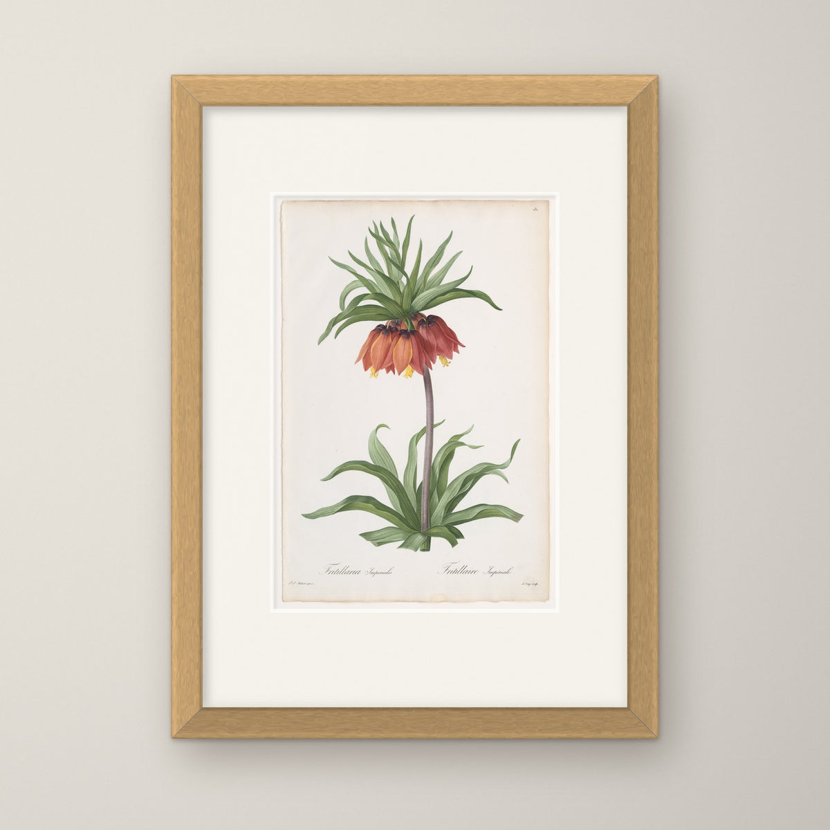 Crown Imperial – in an oak frame