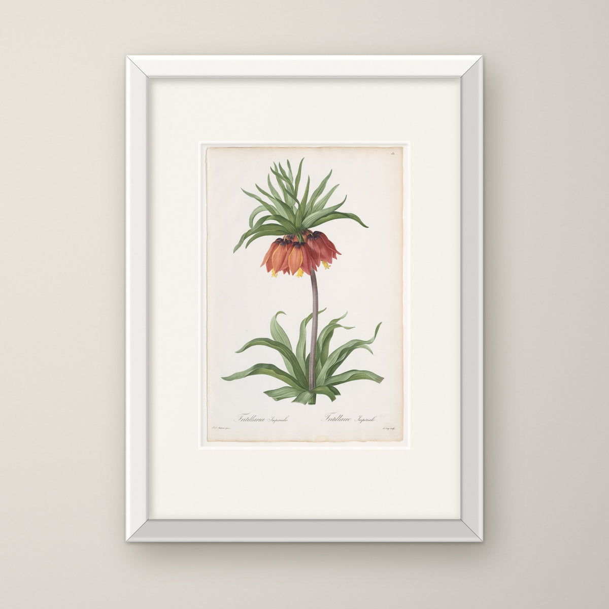 Crown Imperial – in a white frame
