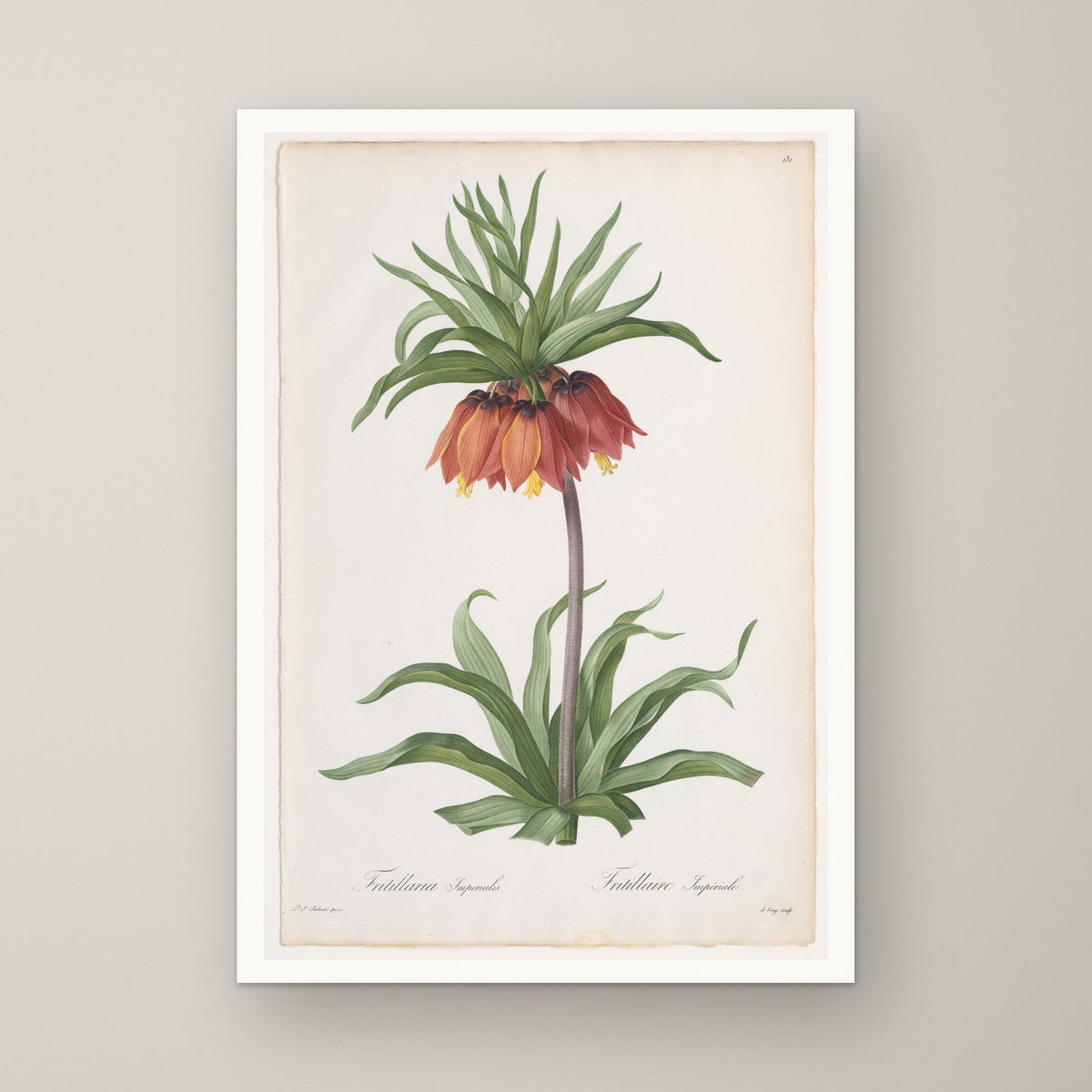 Crown Imperial – unframed print