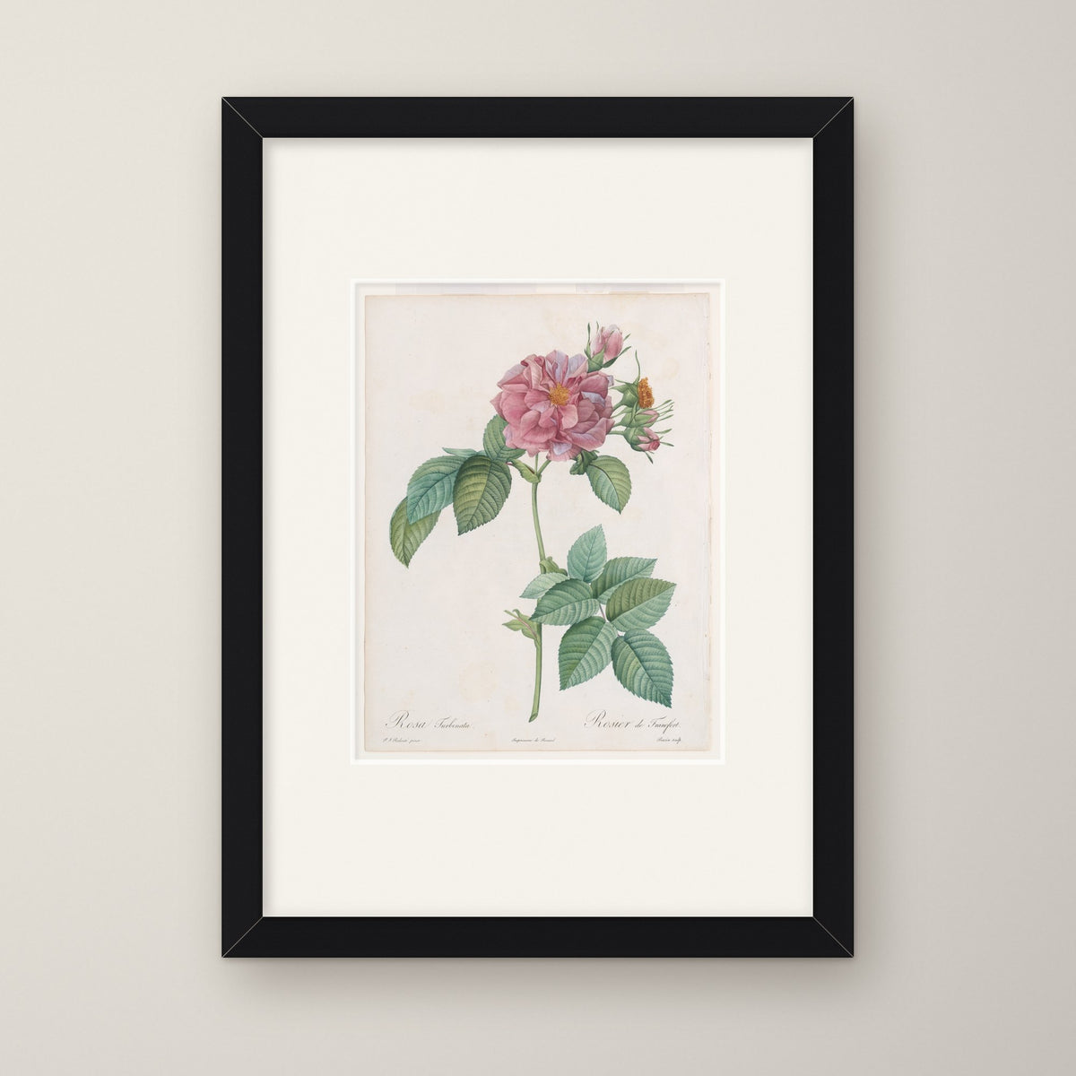 Empress Josephine Rose – in a black frame
