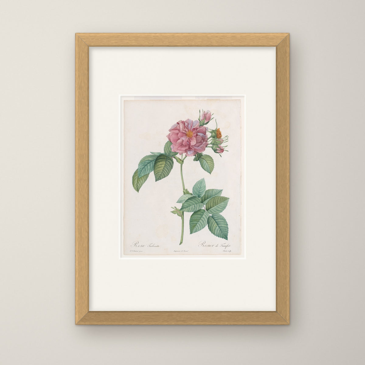 Empress Josephine Rose – in an oak frame