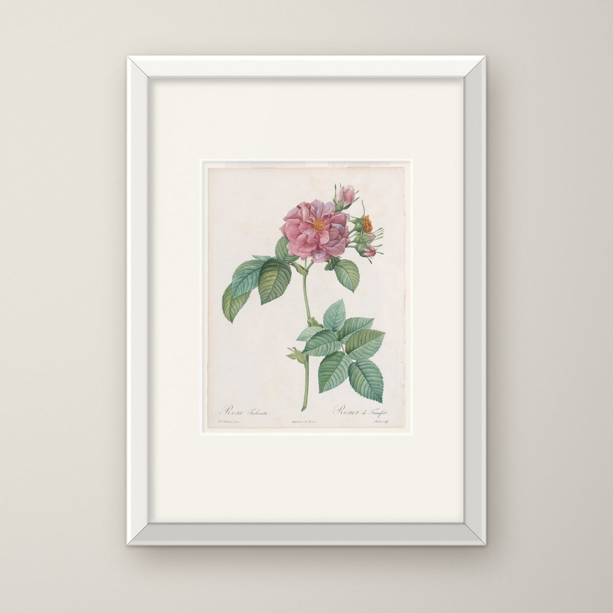 Empress Josephine Rose – in a white frame