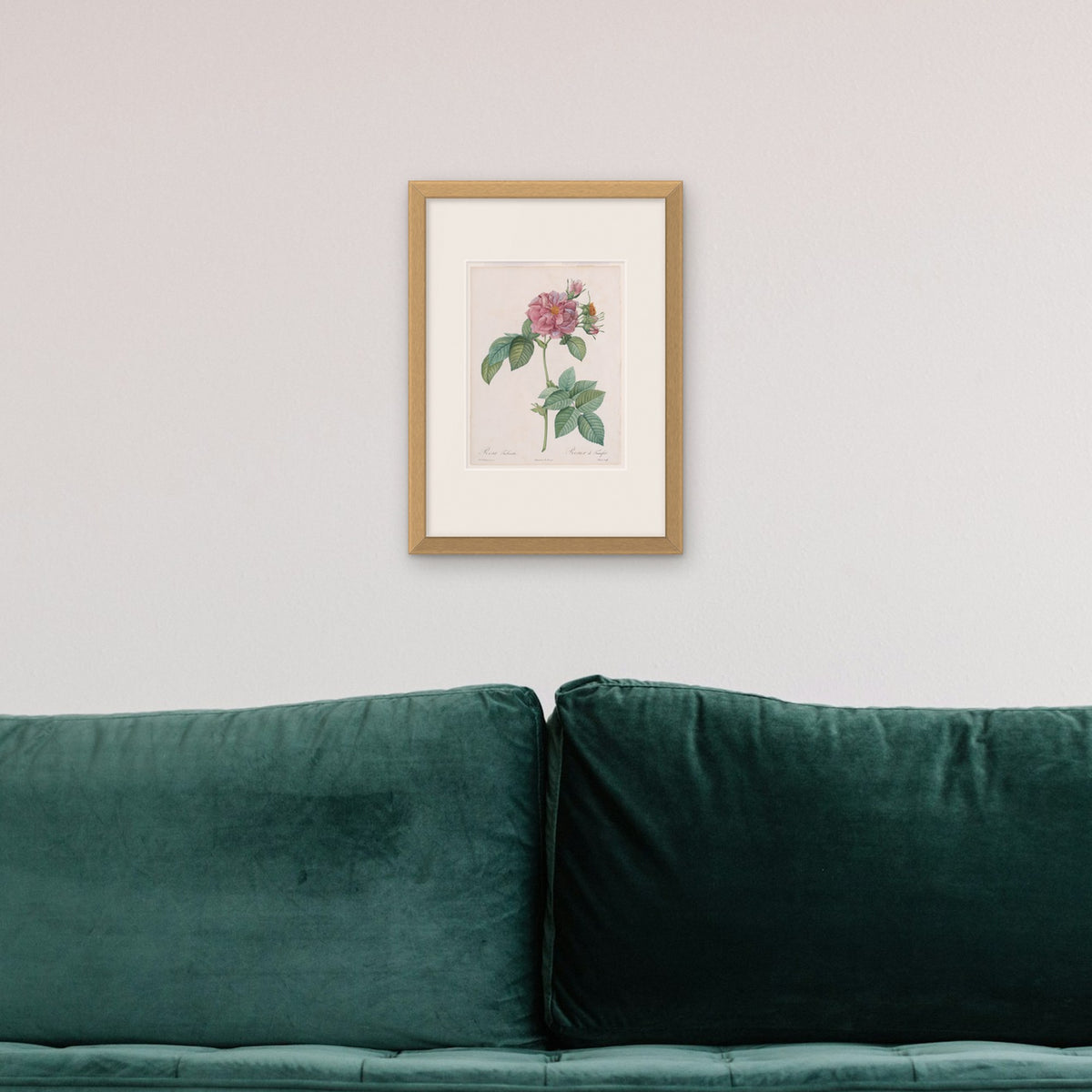 Empress Josephine Rose – framed in a living room