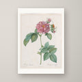 Empress Josephine Rose – unframed print