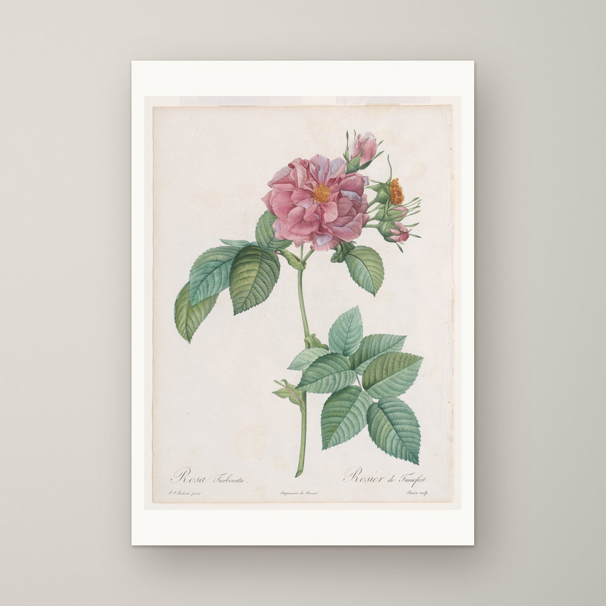 Empress Josephine Rose – unframed print