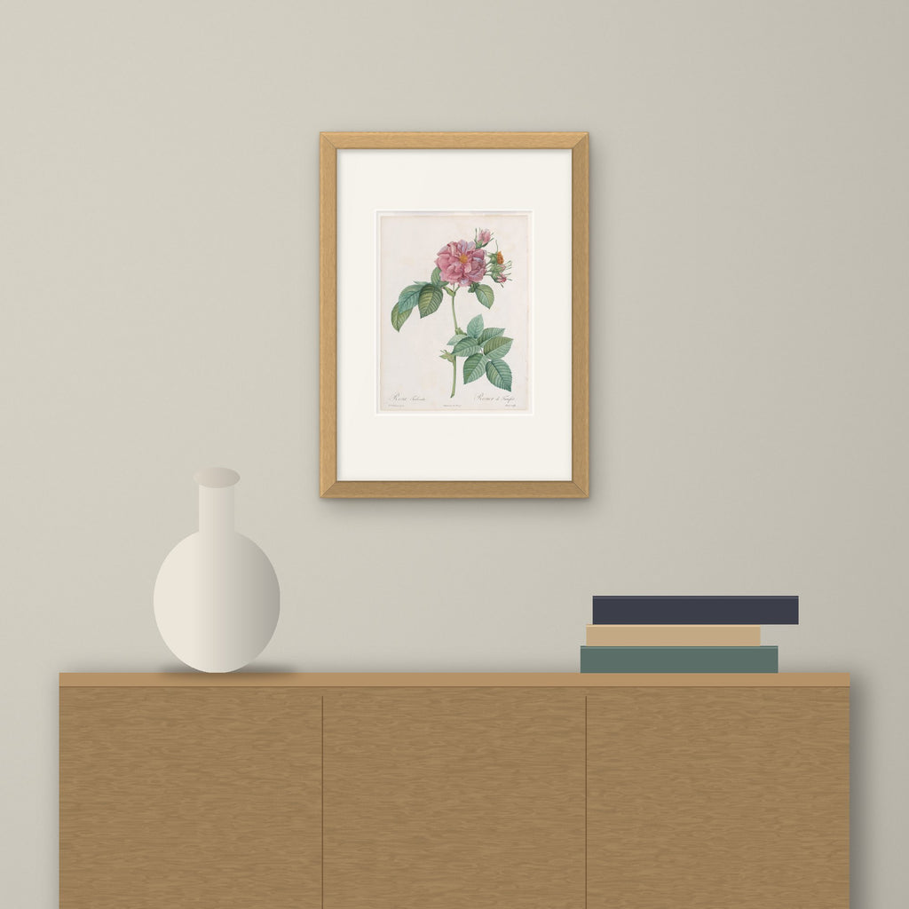 Empress Josephine Rose – framed on a wall above a sideboard